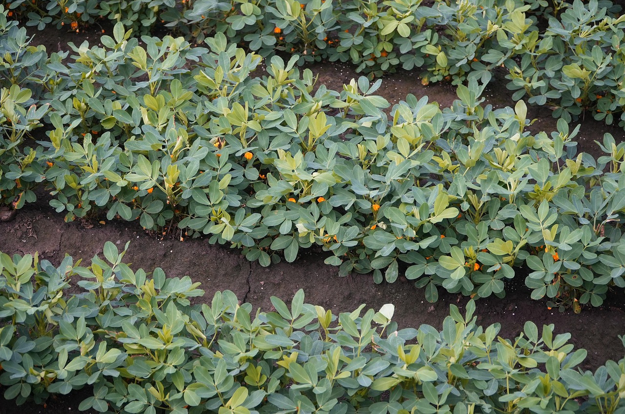 Pouring peanut oil into a bowl with peanuts - about peanut oil